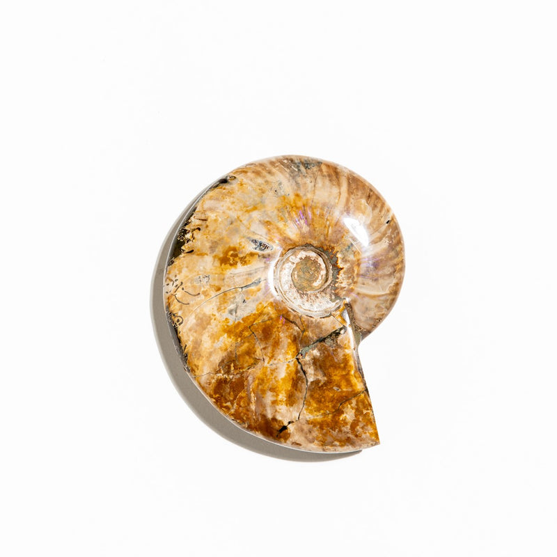 Ammonite