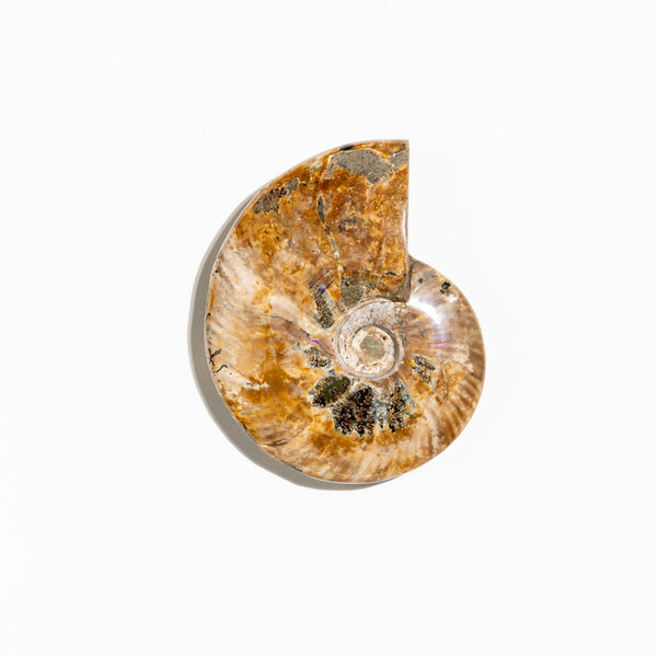 Ammonite