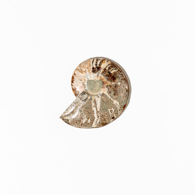 Ammonite