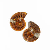 Ammonite