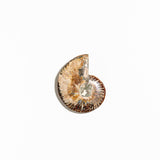 Ammonite