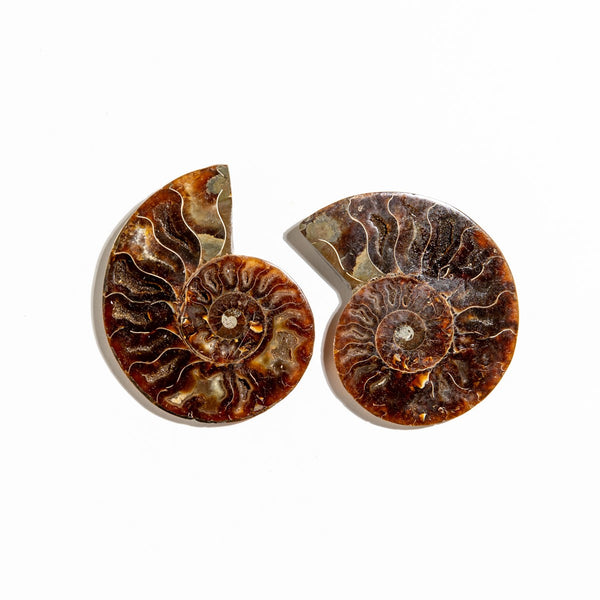 Ammonite